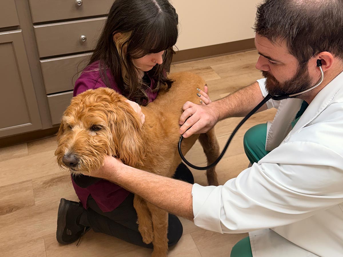 Veterinarian using a stethoscope to examine a brown dog while a veterinary assistant holds the dog