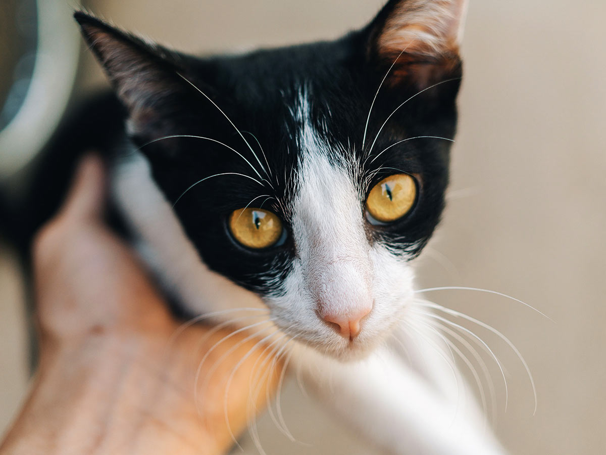 Close-up portrait of a black and white cat with golden eyes