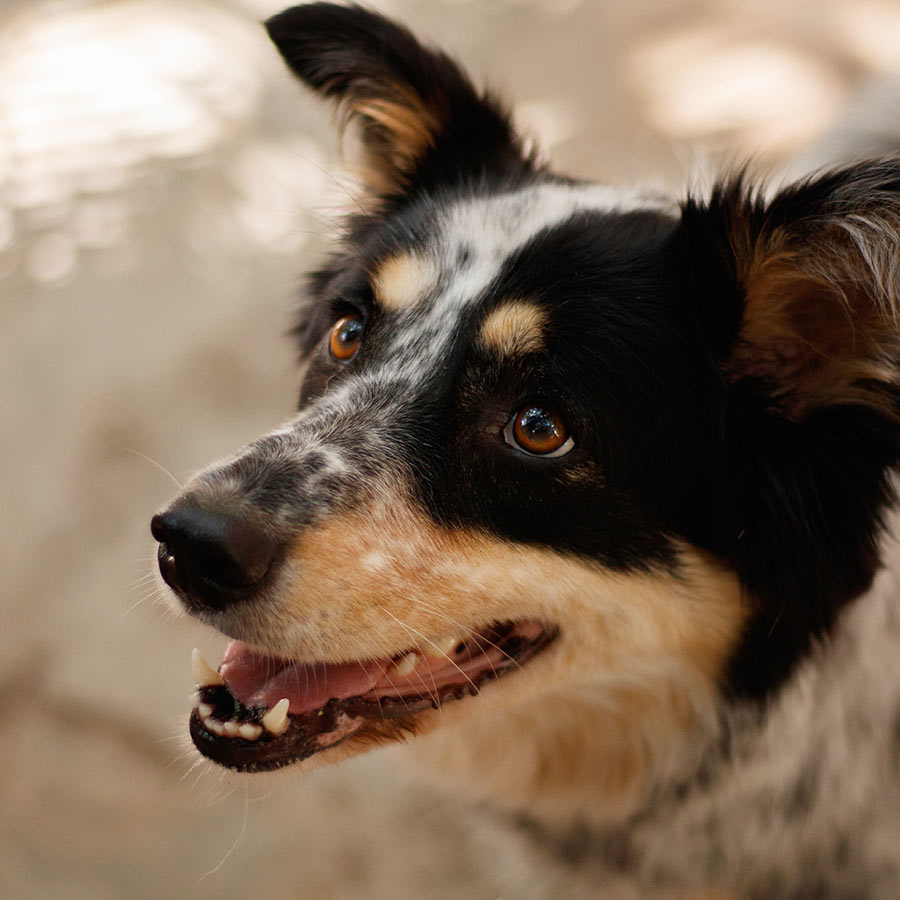 Close-up portrait of a happy black, white, and tan dog looking upward