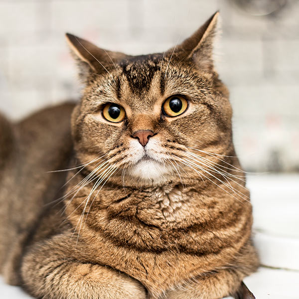 Close-up portrait of a brown tabby cat looking at the camera