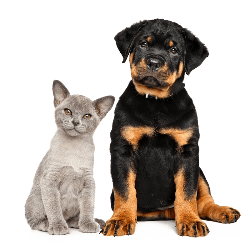Gray kitten sitting beside a black and tan Rottweiler puppy