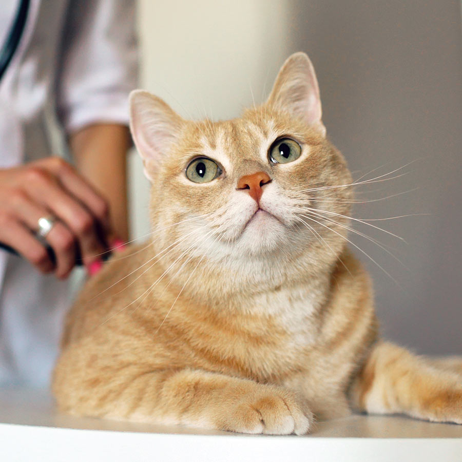 Closeup of orange tabby cat being examined by a veterinarian with a stethoscope