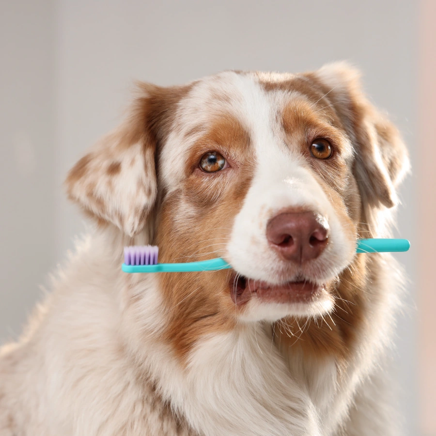 A light brown and white dog sitting indoors with a teal-and-purple toothbrush held across its muzzle, looking directly at the camera.