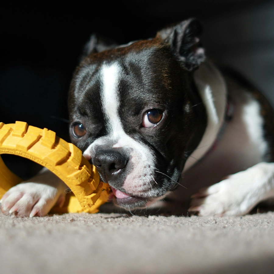 A gray-and-white dog lying on a gray surface, resting its paw on a yellow rubber chew toy shaped like a ring.