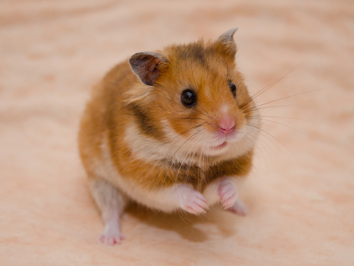 A small hamster with orange-brown fur and a pink nose stands on a light wooden surface, looking toward the camera with tiny front paws raised.