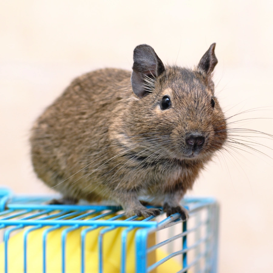Close-up of a small brown-gray rodent with upright ears and whiskers perched on a blue metal cage edge against a light background.