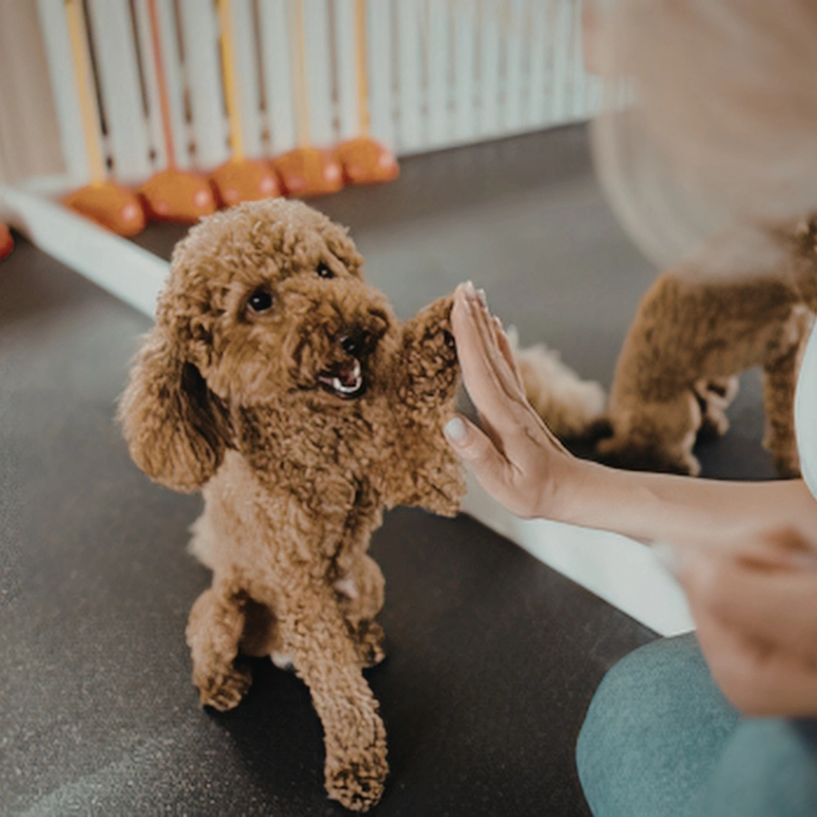 A small curly-haired brown dog runs toward a person on a carpeted floor while the person reaches out with an open hand to pet it.
