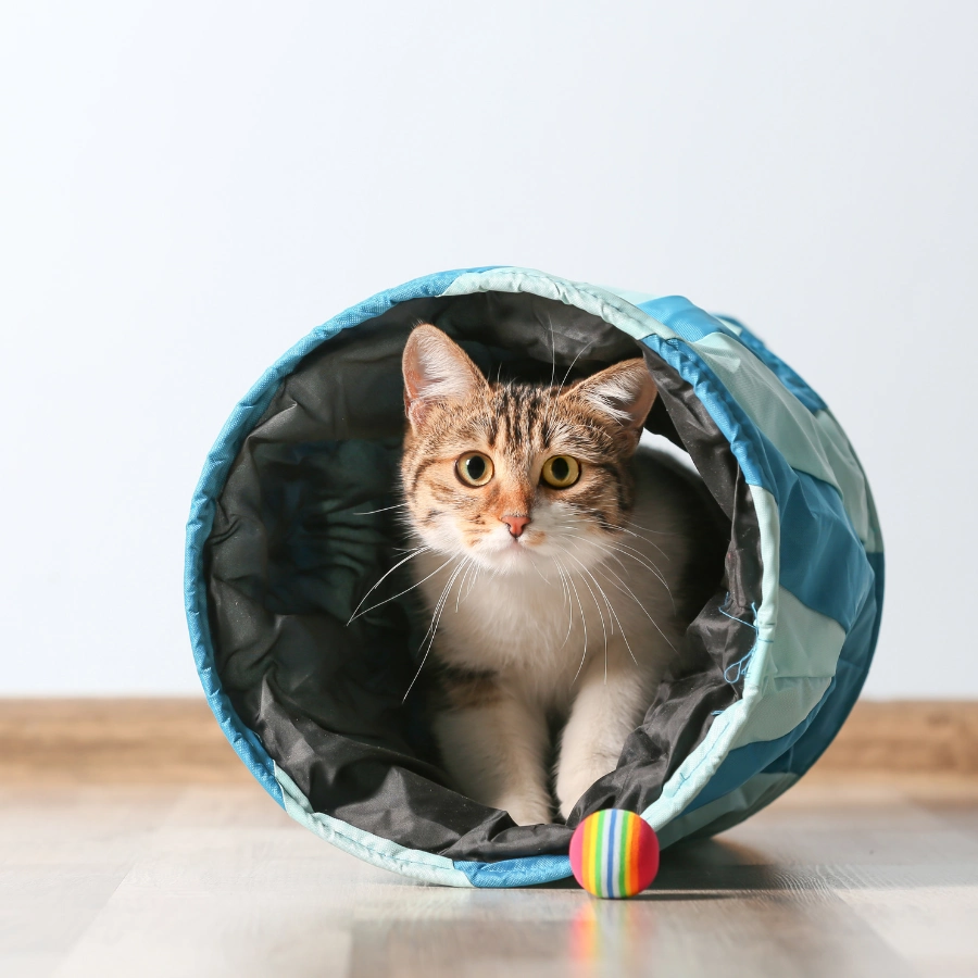 A tabby-and-white cat sitting inside a circular blue-and-black fabric tunnel, facing the camera, with a small rainbow ball on the floor in front against a light background.