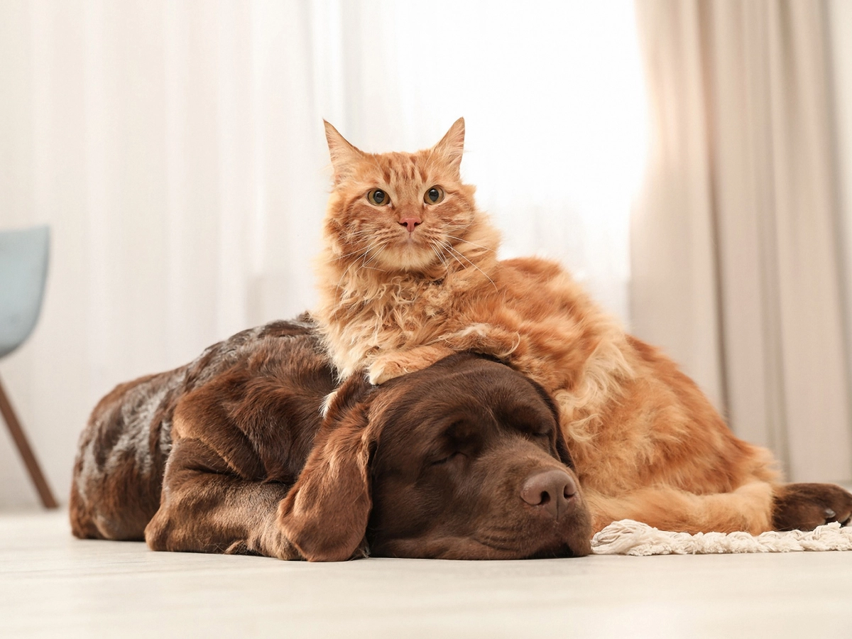 A fluffy orange cat lounging on a brown dog lying on a light-colored floor, with curtains in the background.
