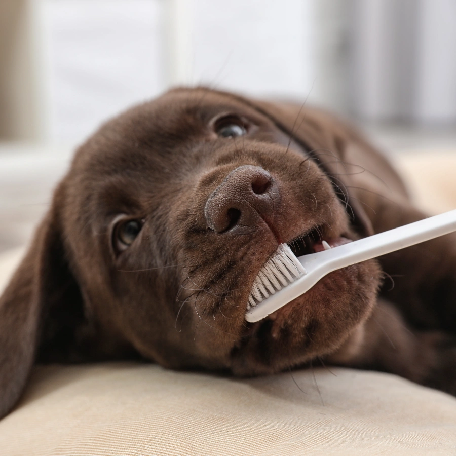 A brown dog lies on a couch while chewing a white toothbrush, looking up with wide eyes in a softly blurred indoor background.