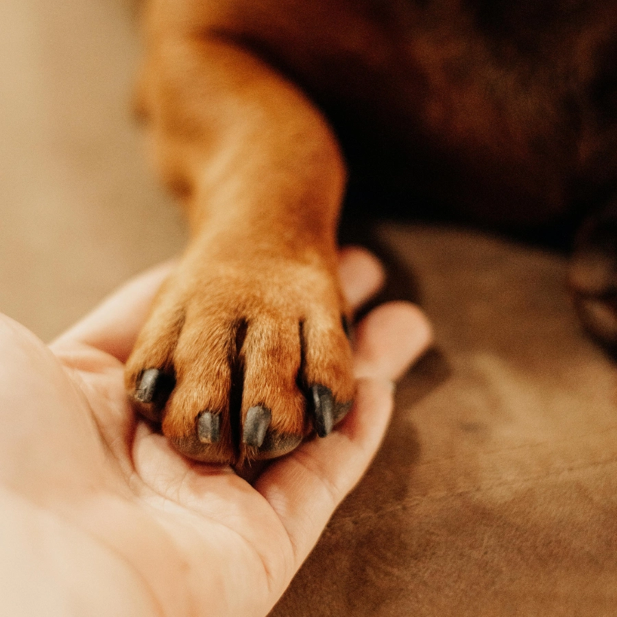 Close-up of a hand holding a small animal’s paw, showing detailed fur and dark pads as the paw rests against the fingers.