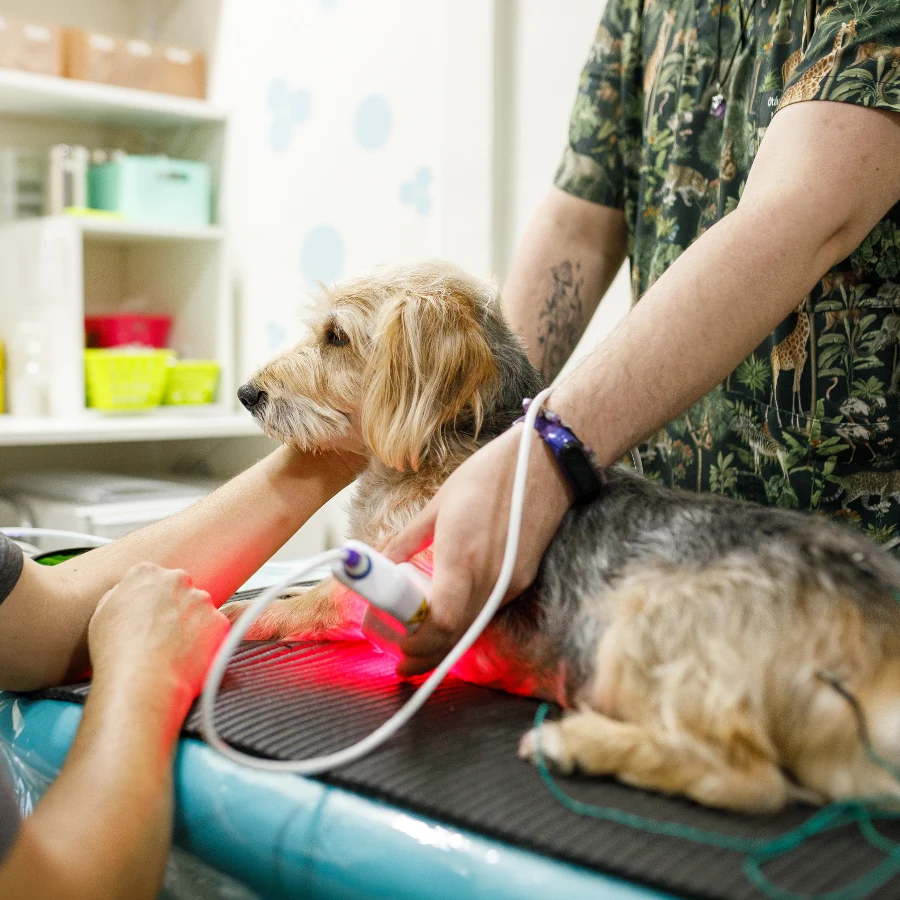 A person wearing a patterned shirt gently holds a small dog while another person adjusts a harness strap on a blue pet bed, with a second dog resting nearby in a bright room.