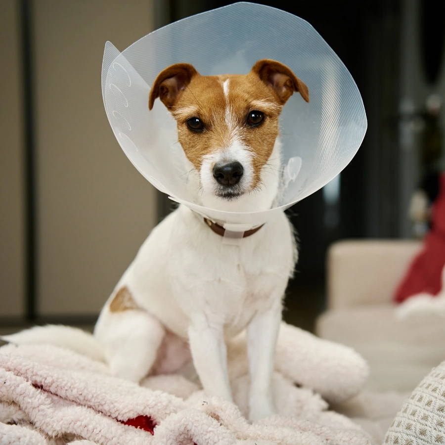 Small dog wearing a white protective cone and a dark collar, sitting on a soft blanket on a couch while looking toward the camera.