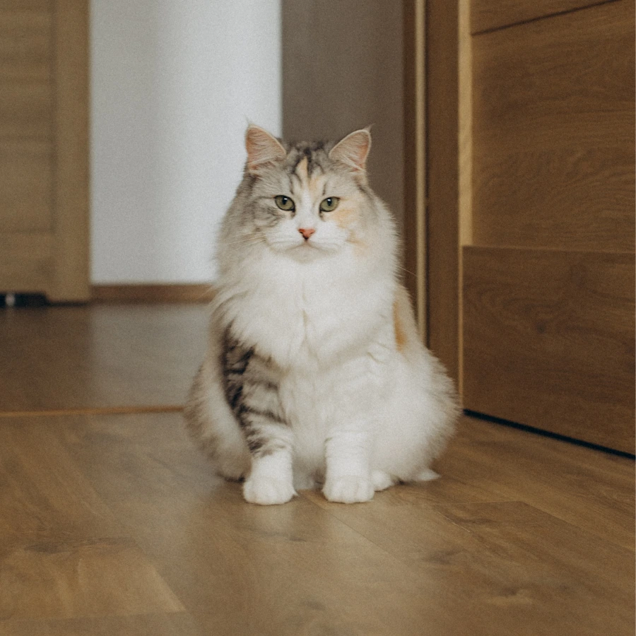 A fluffy light-gray and white cat with green eyes sits on a wooden floor near a doorway, looking toward the camera.