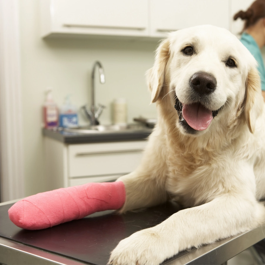 Golden retriever lying on a table with a pink plush toy, tongue out and relaxed; a person stands in the softly lit kitchen background.