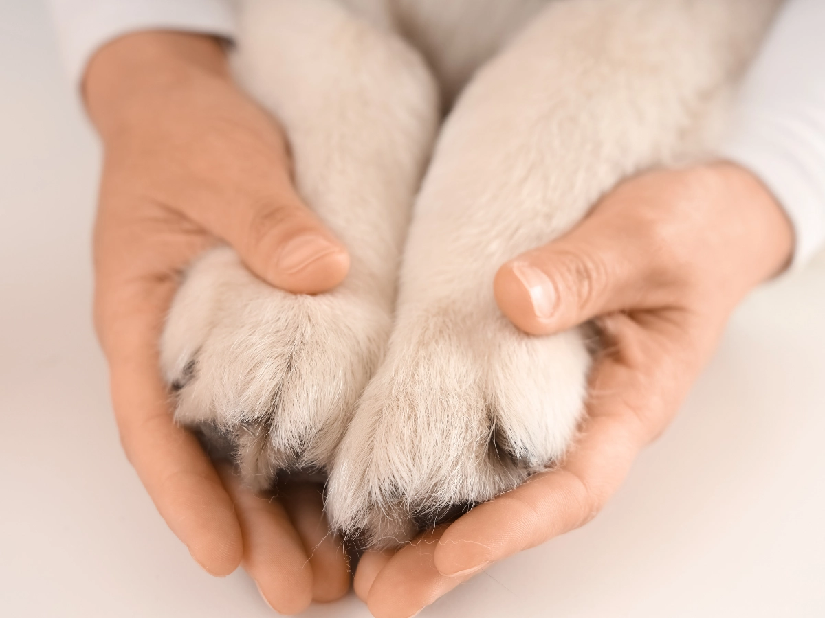 Two hands gently hold a small gray-and-white kitten in a heart-like shape, with soft fur and fingers cradling its body against a light background.