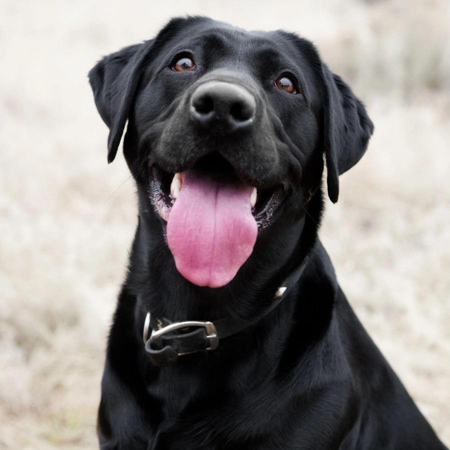 Black Labrador retriever sitting outdoors with mouth open and tongue out, looking at the camera; soft blurred background with muted beige tones.