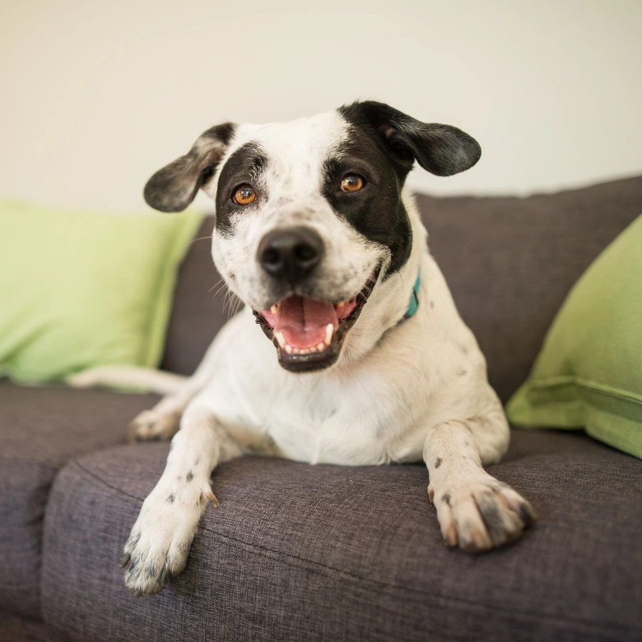 A white-and-black dog with a green collar lying on a gray couch between green pillows, facing the camera with an open mouth and alert expression.