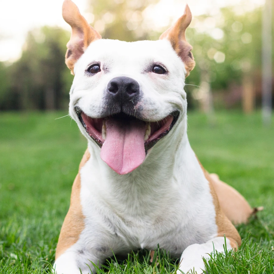 A white-and-tan dog lying on green grass outdoors, ears up and mouth open with tongue out, looking toward the camera with a soft, sunny background bokeh.