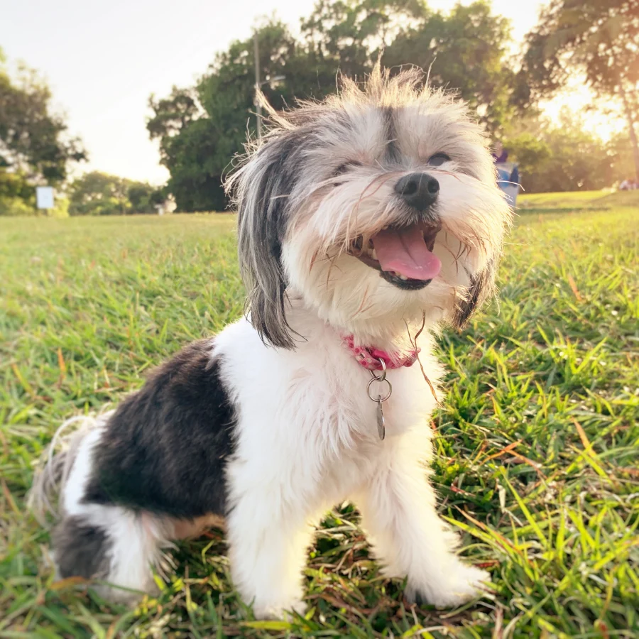 A fluffy black-and-white dog with a red collar sits in green grass outdoors, facing the camera with its mouth open as sunlight filters through trees in the background.