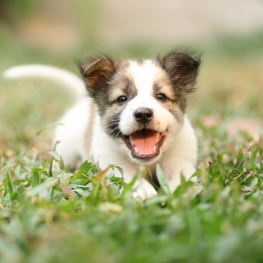 A small dog with a white face and brown ears running toward the camera, mouth open and tongue out, lying in or among green grass with a soft, blurred background.