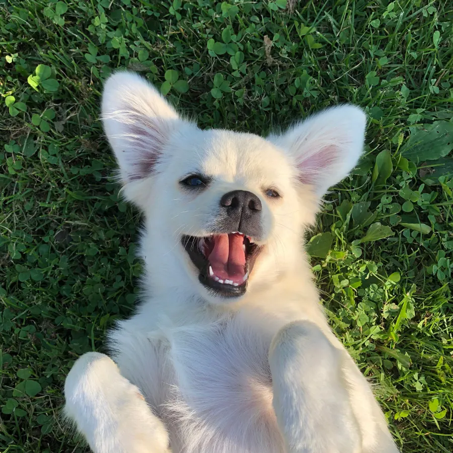 A fluffy white dog with upright ears lying on green grass, mouth open and tongue out, looking toward the camera.