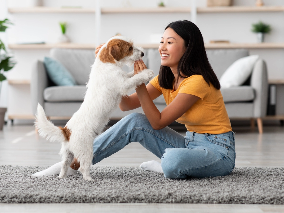 A person kneels on a living-room carpet, smiling while playing with a small white dog that stands on its hind legs and reaches toward them.