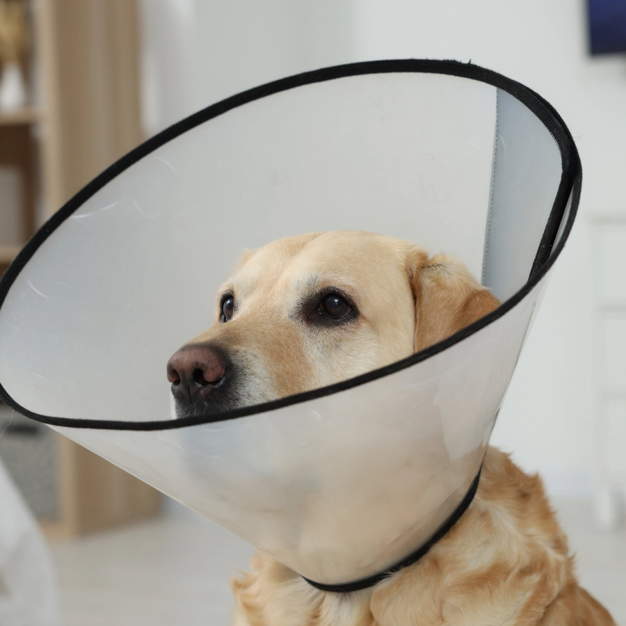 A tan dog peeks through a white plastic cone-shaped collar outlined in black, indoors, with its eyes looking forward.