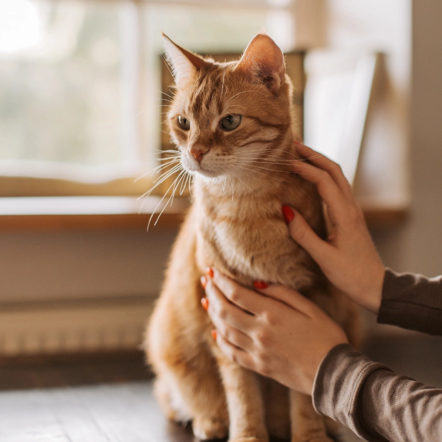 A ginger tabby cat sitting indoors while a person gently holds it, with warm natural light and a softly blurred background.