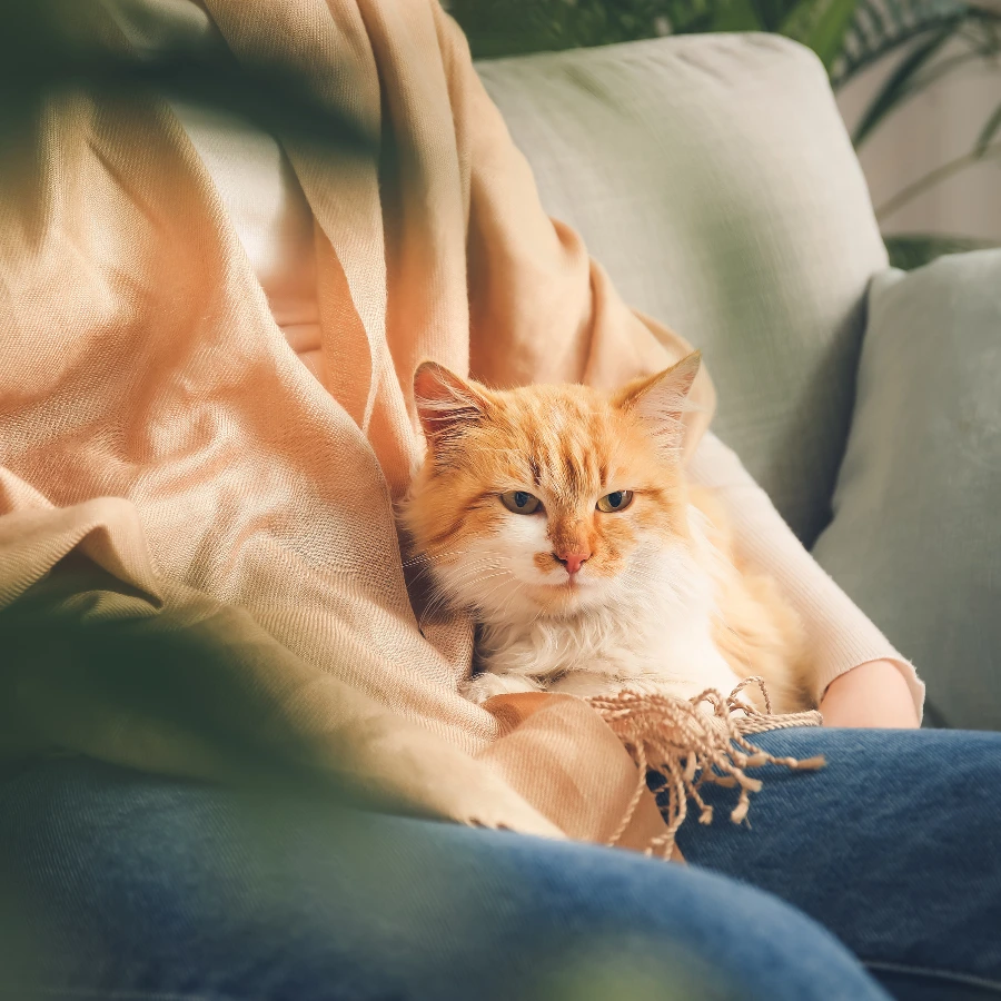 A small orange-and-white cat nestled on a couch while someone’s hand gently pets it, with warm sunlight casting soft shadows across the scene.
