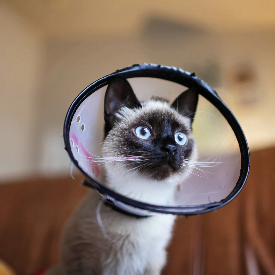 A Siamese cat with blue eyes peeks through a black-and-white funnel collar, its face centered and framed by the circular rim.