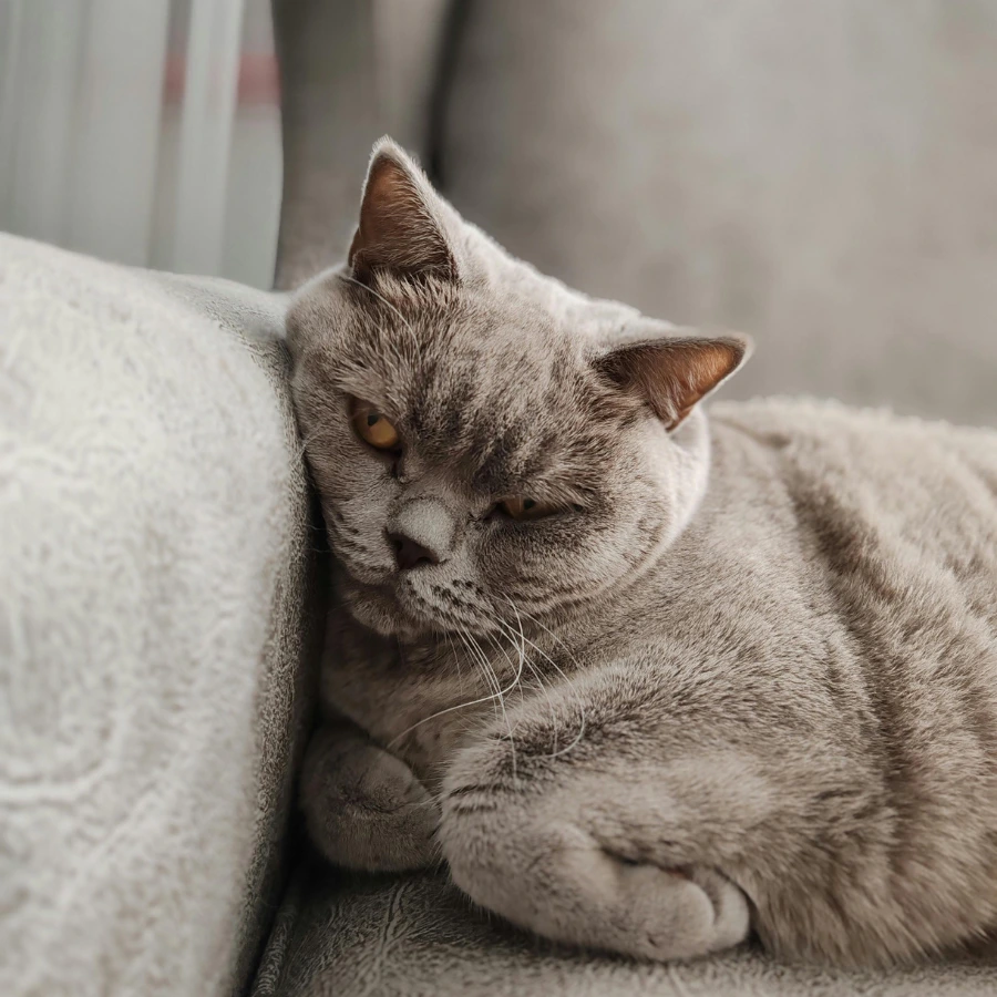 A gray cat sleeps curled up on a soft gray armchair, eyes closed and one paw tucked under its chin, with ears relaxed and whiskers visible.