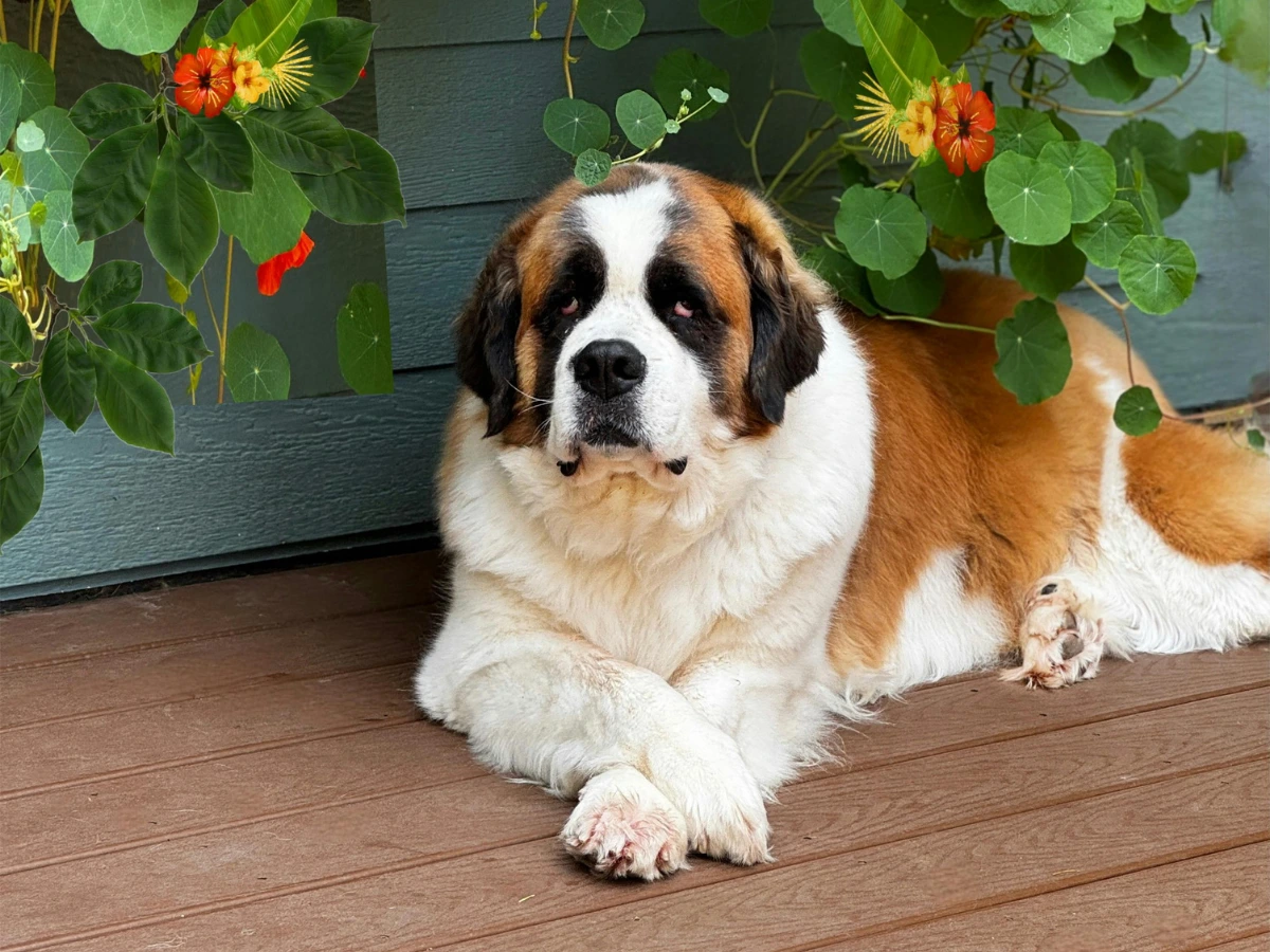 A large Saint Bernard dog lying on a wooden porch beside a gray-blue wall, with green leaves and bright orange flowers hanging overhead.