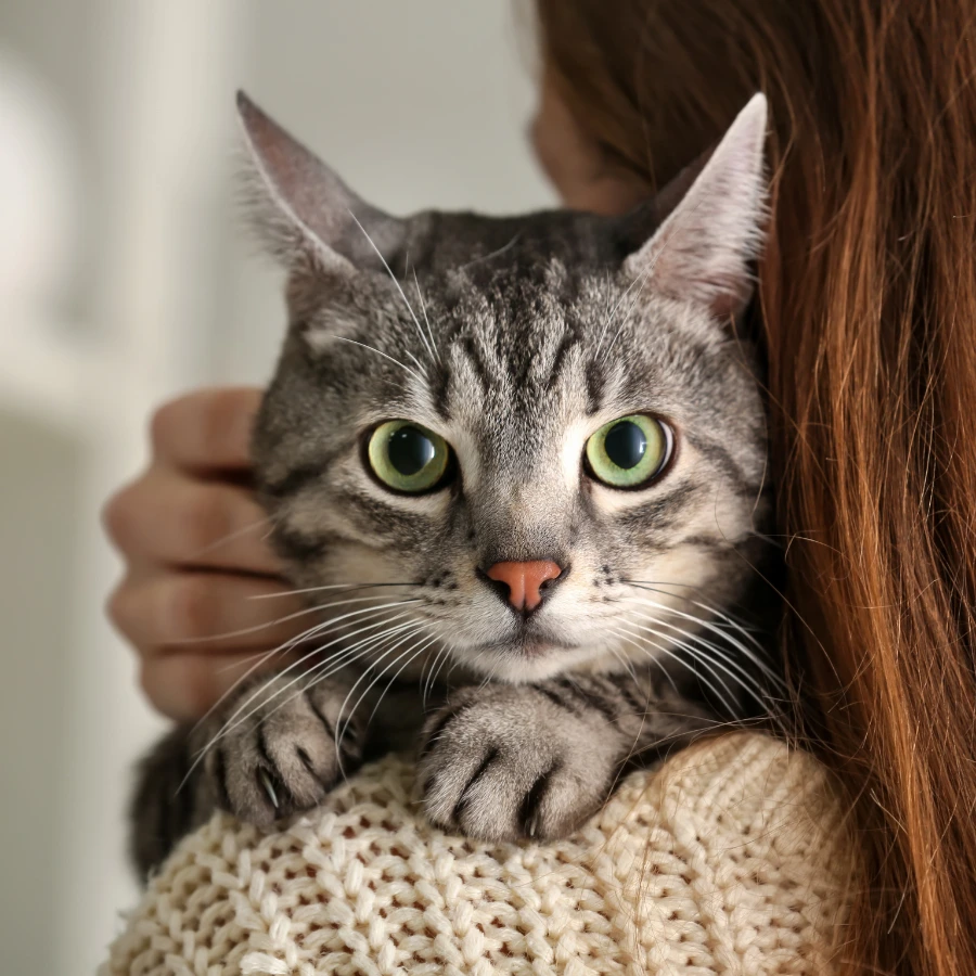 A gray tabby cat with green eyes being held close to a person’s chest, its ears up and whiskers visible, looking directly at the camera.