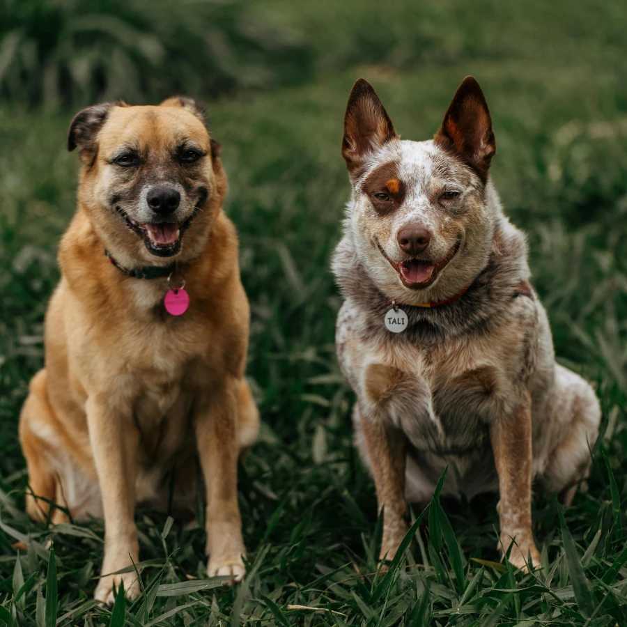 Two dogs sitting in green grass outdoors, one with a pink tag and the other with a dark collar tag, both facing the camera with tongues out.
