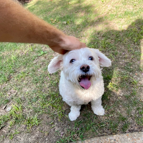 A small white dog with dark eyes and an open mouth pants on grass while a hand reaches down to pet it.