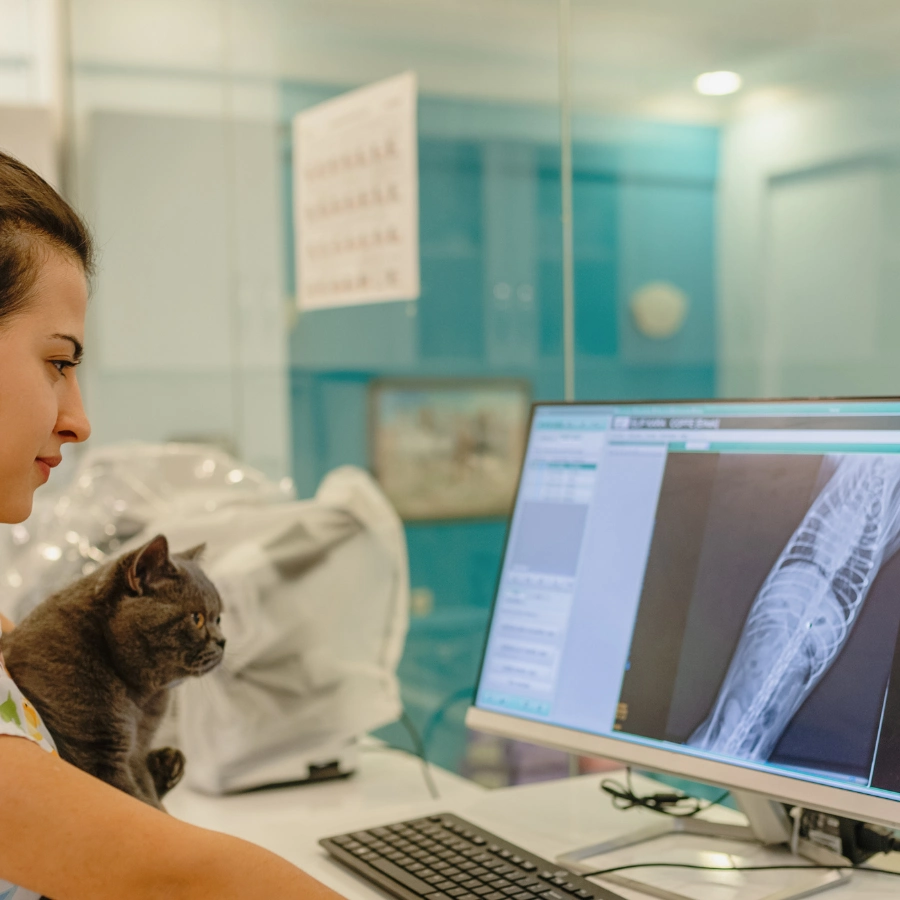 A person works at a desk with a computer monitor showing medical imaging, while a cat sits on their shoulder in a bright office or clinic setting.