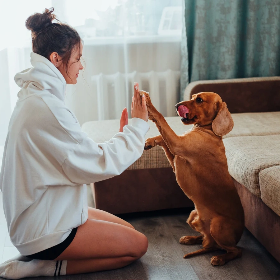 A person in a white robe kneels on the floor beside a brown dog on a couch, holding its paws as if training or playing in a bright living room.