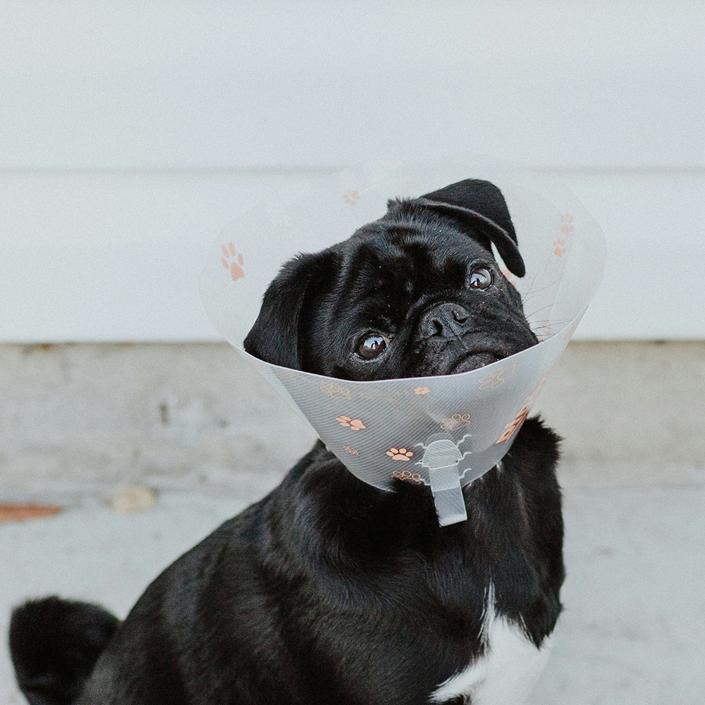A black pug wearing a clear recovery cone with paw prints tilts its head
