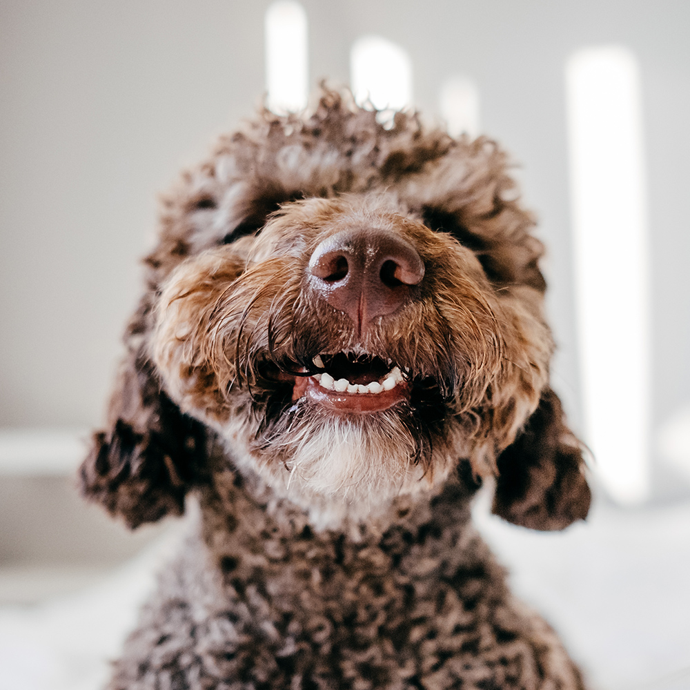 A curly-coated brown dog grins at the camera, showing clean white teeth.