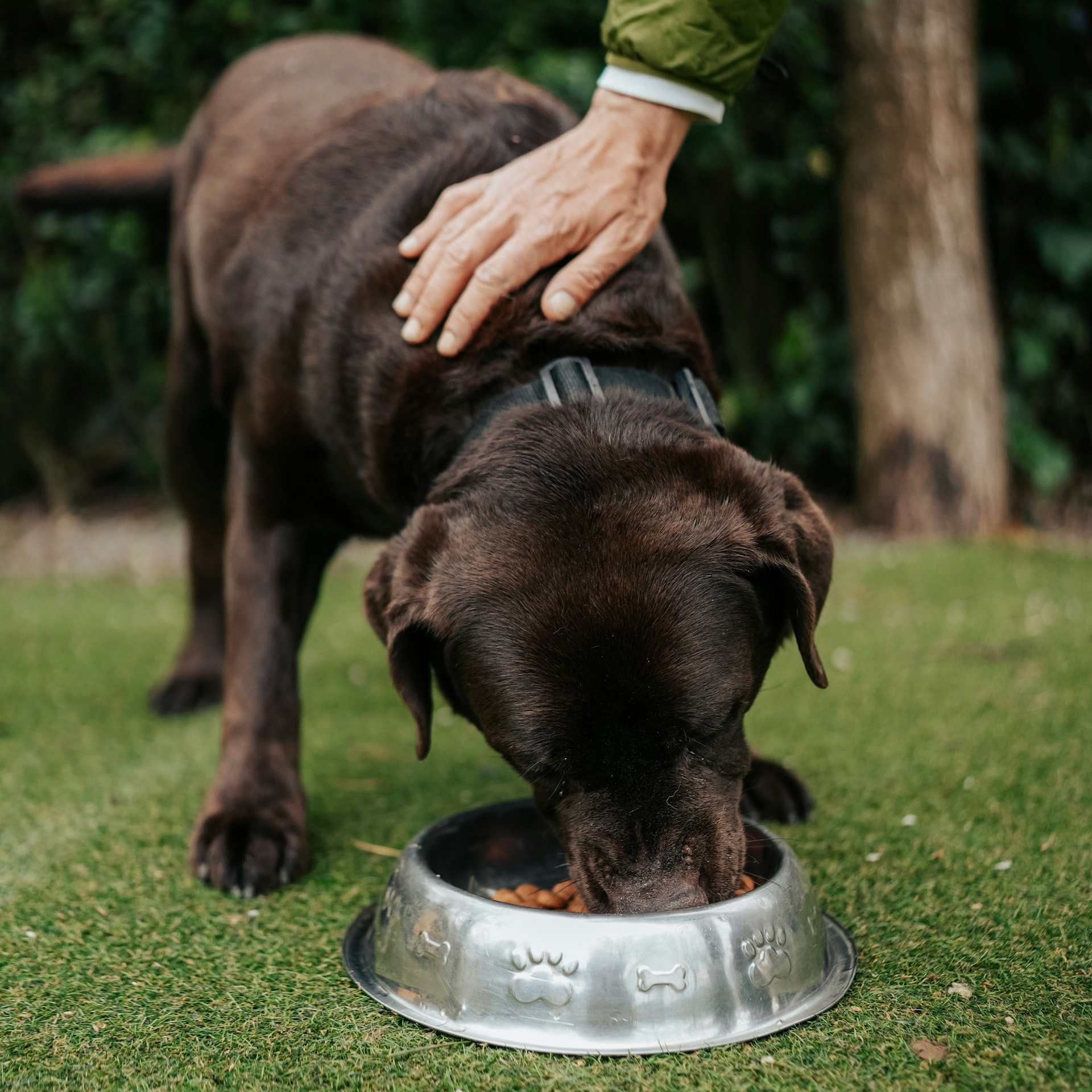 A chocolate Labrador eats kibble from a metal bowl on the grass while a person pets its back.