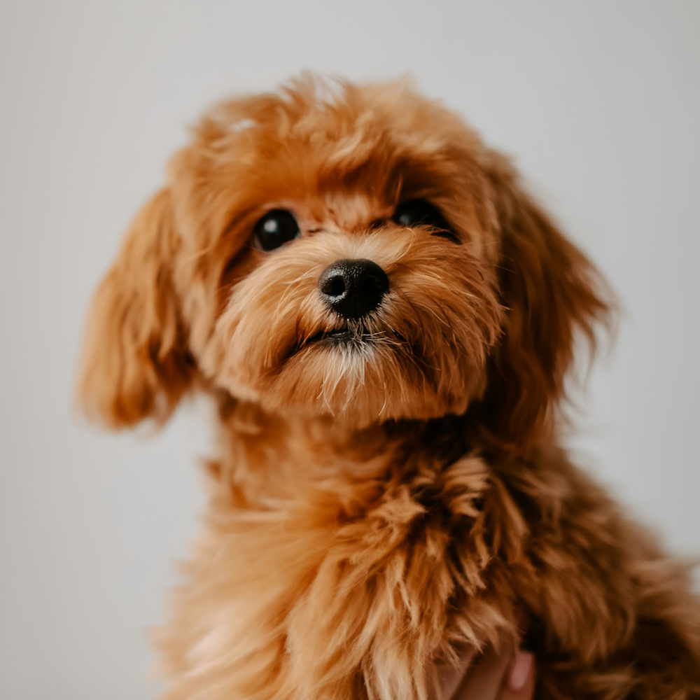 A fluffy, apricot-colored puppy looks up at the camera against a soft white background.
