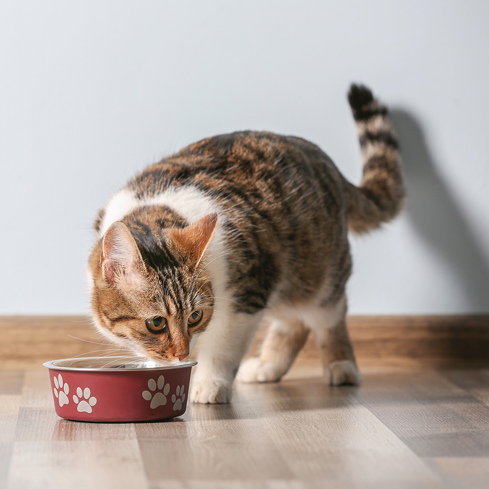 A brown tabby and white cat eats from a red paw-print bowl on a wood floor.
