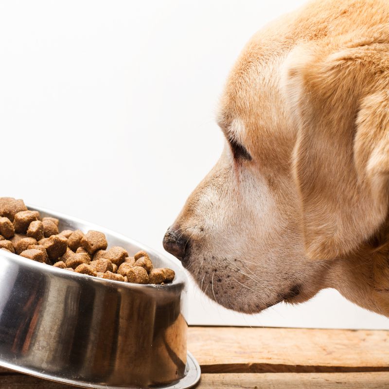 A yellow Labrador sniffs a stainless steel bowl full of dry kibble.