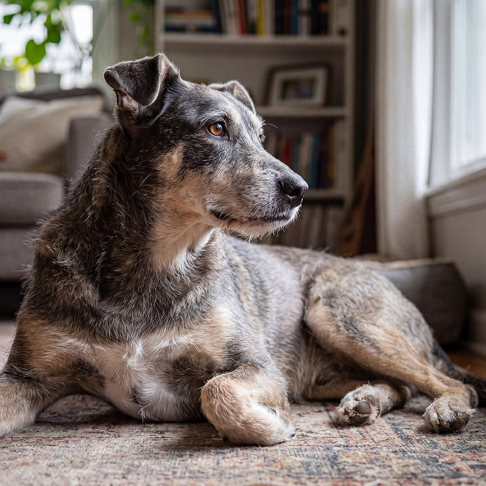 A gray-muzzled senior dog lies on a patterned rug in a sunny living room, looking toward the window