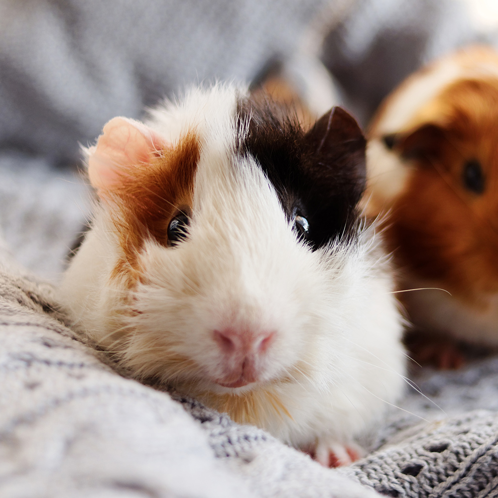 A tricolor guinea pig with white, brown and black fur rests on a gray knit blanket, with a second guinea pig behind it.