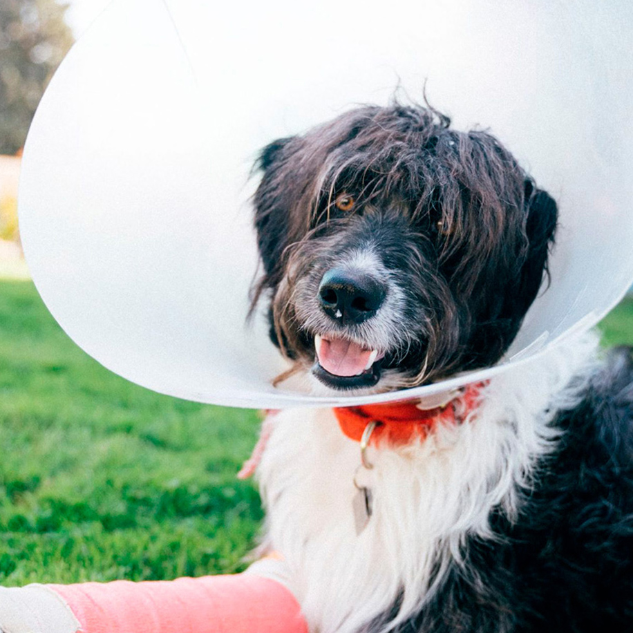 A shaggy black-and-white dog in a recovery cone, with a pink cast on its front leg, sits on green grass