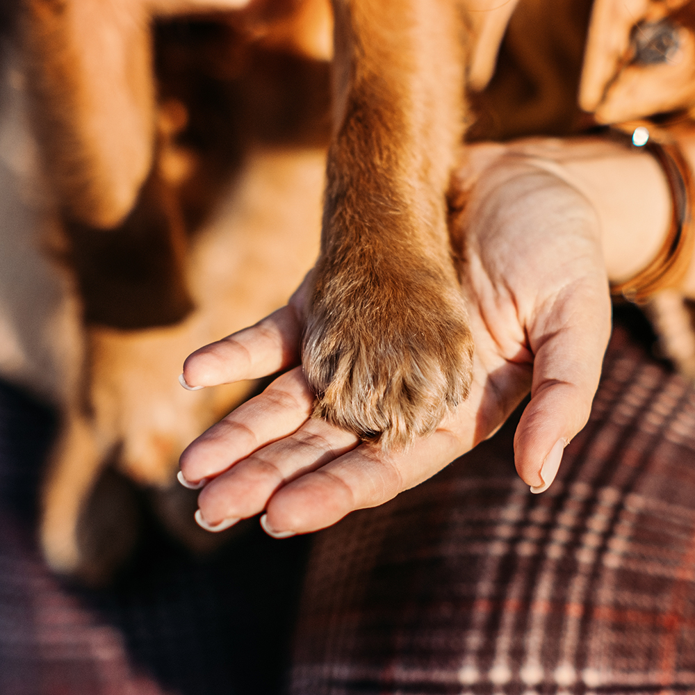 A dog’s brown paw resting in a person’s open palm, in warm sunlight.
