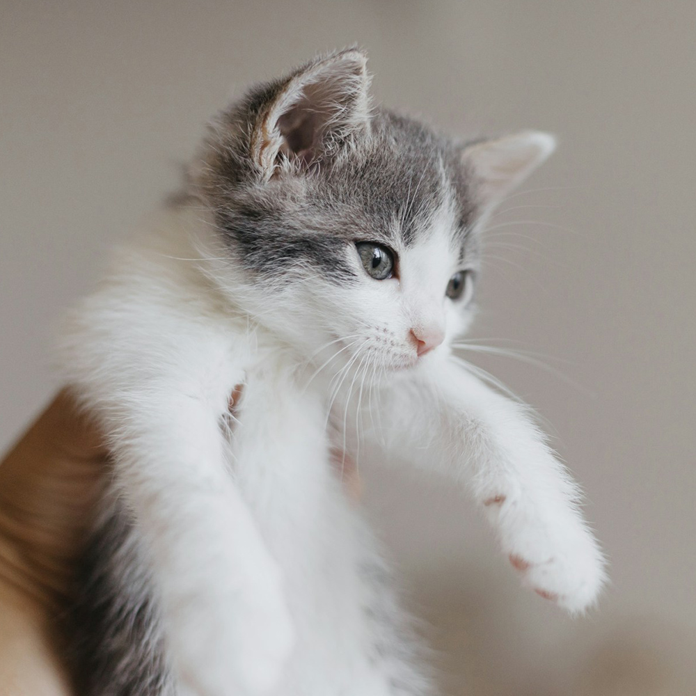 A small gray-and-white kitten is held up in a person’s hand, looking off to the side.