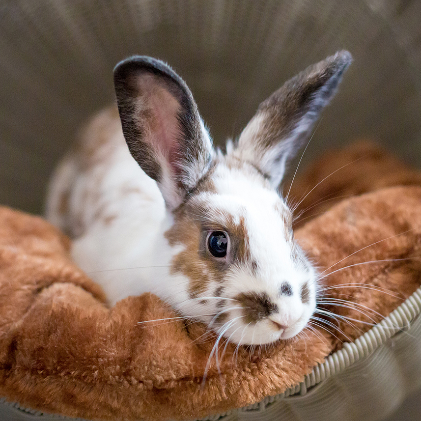 A white rabbit with brown spots and upright ears lies in a soft, cinnamon-colored pet bed.